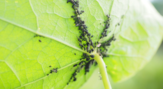 domowy sposób na mszyce