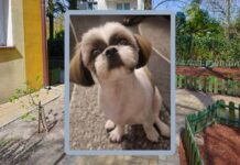 Tragedia w Brwinowie. Dziki zabiły psa na oczach właściciela