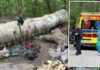 Tragiczny wypadek w Warszawie. Drzewo przygniotło mężczyznę