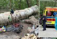 Tragiczny wypadek w Warszawie. Drzewo przygniotło mężczyznę
