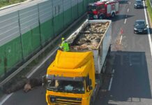 Zdechłe zwierzęta rozsypały się po jezdni! Makabryczne zdarzenie na S7. Trwa akcja usuwania truchła z jezdni