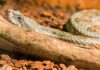 Dramat w Nowym Targu. 16-latek w ciężkim stanie po ukąszeniu przez żmiję!